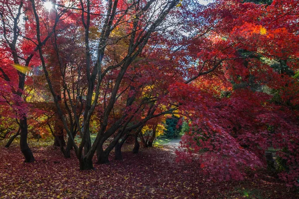 Kolorowe Liście Alejce Jesiennego Parku — Zdjęcie stockowe