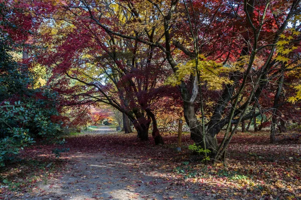 Folhas Coloridas Beco Parque Outono — Fotografia de Stock