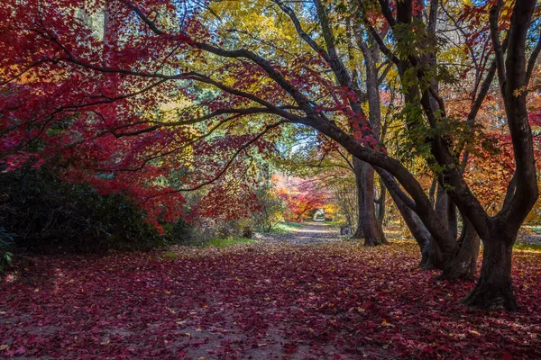 Folhas Coloridas Beco Parque Outono — Fotografia de Stock