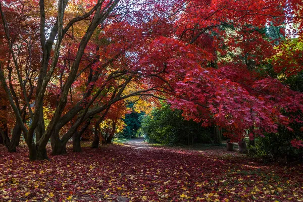 Folhas Coloridas Beco Parque Outono — Fotografia de Stock
