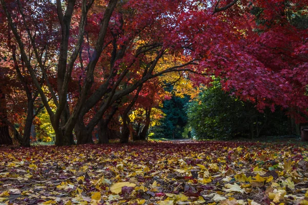 Цветные Листья Осеннем Парке — стоковое фото