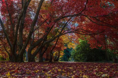 Parktaki bir sonbahar geçidinde yaprakların rengi değişmiş.