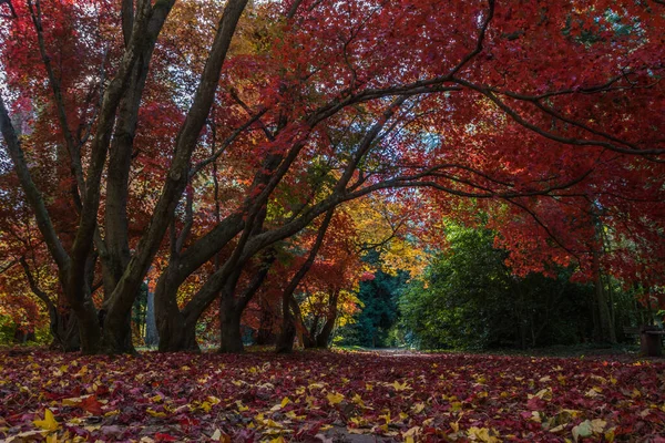 Bunte Laubfärbung Einer Herbstallee Park — Stockfoto