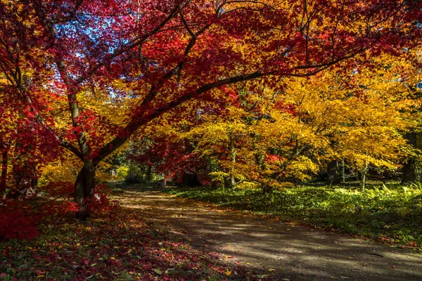 Красочное Обесцвечивание Листьев Осенней Аллее Парка — стоковое фото