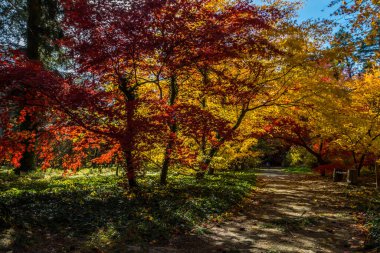 Sonbahar parkında çok renkli yaprakların rengi değişmiş.