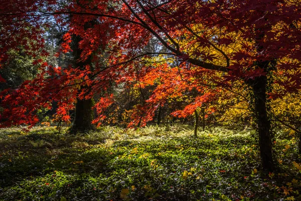 Разноцветное Обесцвечивание Листьев Осеннем Парке — стоковое фото