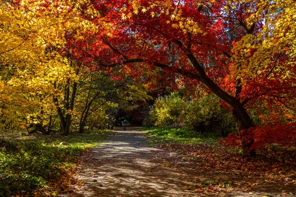 Bunte Verfärbung Der Blätter Einer Herbstlichen Parkallee — Stockfoto