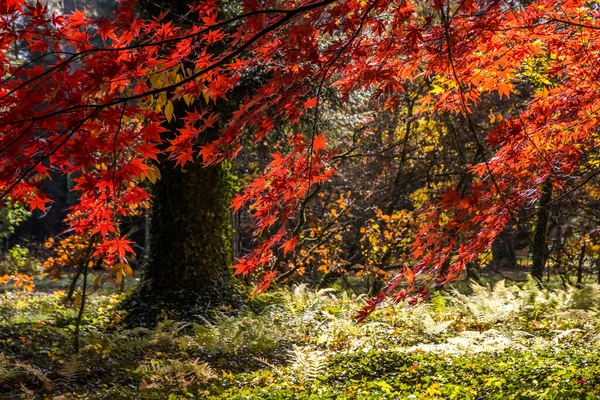 Bunte Verfärbung Der Blätter Einer Herbstlichen Parkallee — Stockfoto