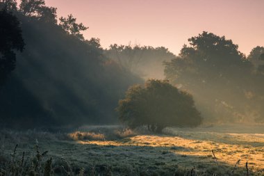 Yalnız meşe ağacı güneş doğarken tarlada.