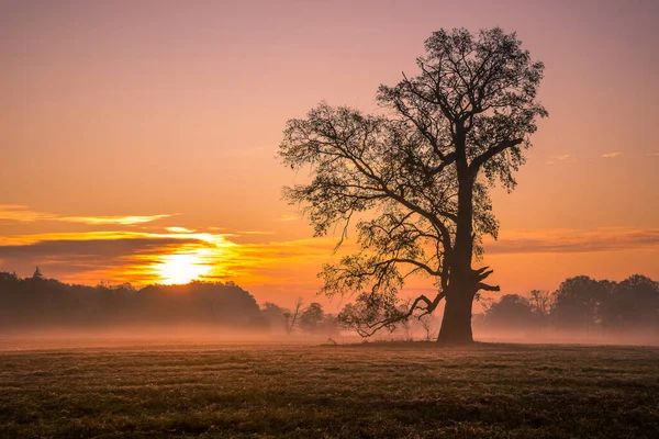 일출시에 들판에 외로운 떡갈나무 — 스톡 사진