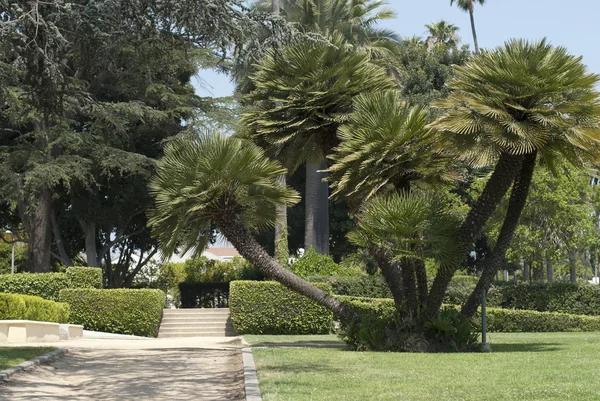 Multiple palm trees — Stock Photo, Image
