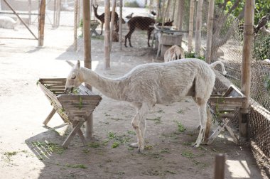 Lama açık bir ortamda