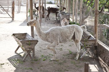Lama açık bir ortamda