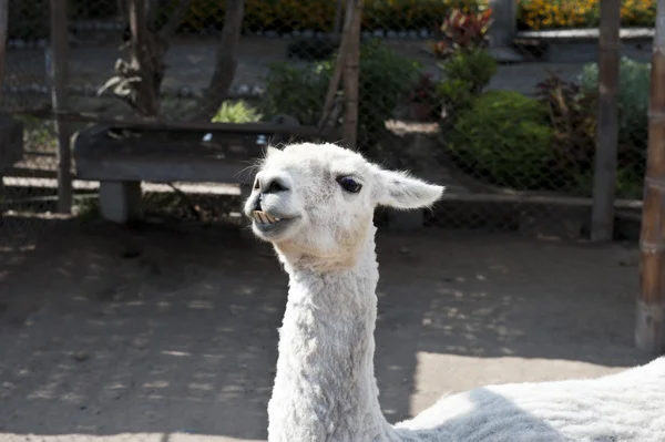 Lama açık bir ortamda — Stok fotoğraf