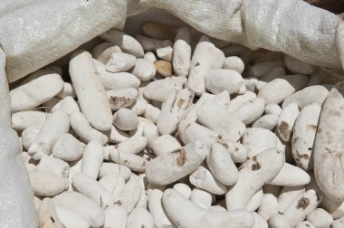 Bir tane bir bavul hazırladı