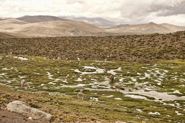 Pack of Alpaca's en lama 's — Stockfoto