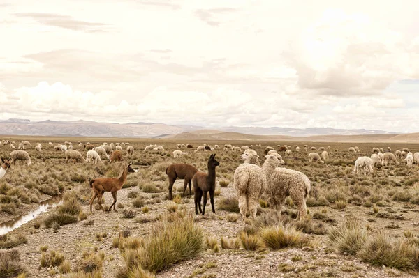 Lot de lamas et d'alpagas — Photo