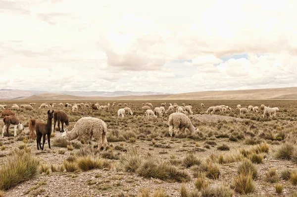 Lot de lamas et d'alpagas — Photo