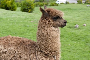 alpaka yeşil alan