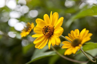 Sarı papatya çiçekleri