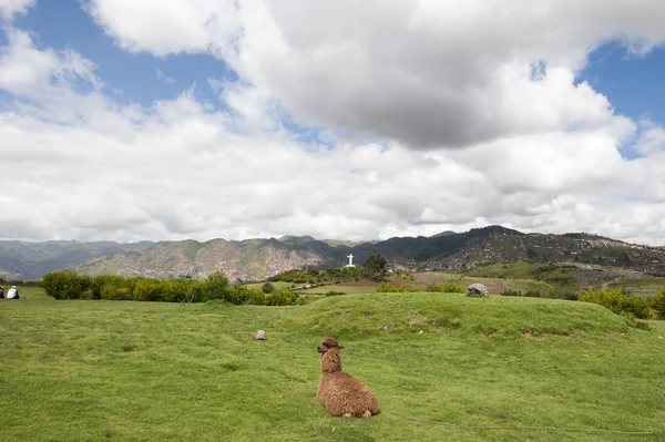 Alpaga sur un champ vert — Photo