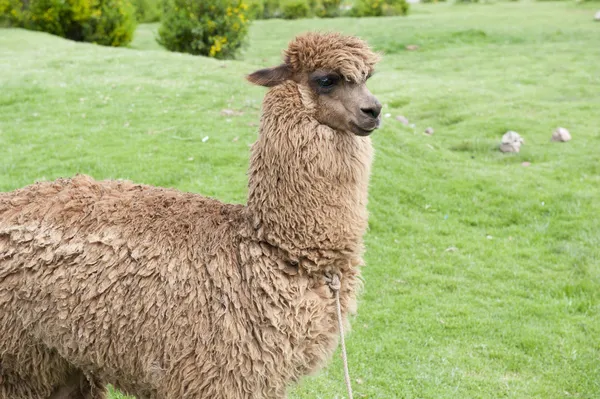 Alpaca em um campo verde — Fotografia de Stock