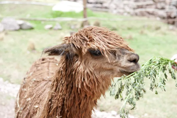 Alpaca em um campo verde — Fotografia de Stock