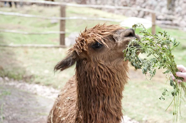 Alpaca em um campo verde — Fotografia de Stock