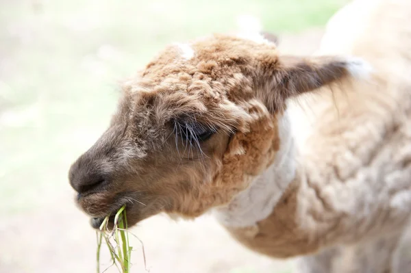 Llama comer grama — Fotografia de Stock