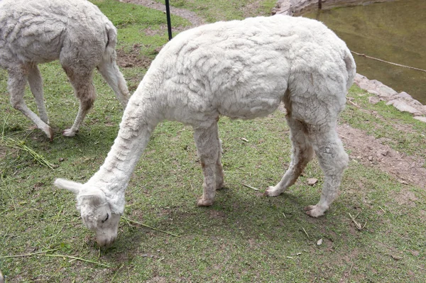 Alpaka Lama çiftliğinde. — Stok fotoğraf