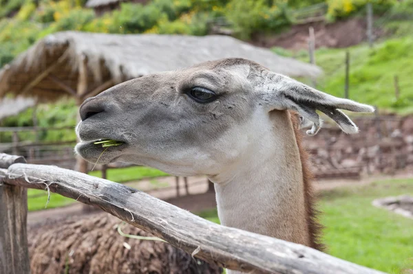 Lama bir lama çiftliğinde — Stok fotoğraf