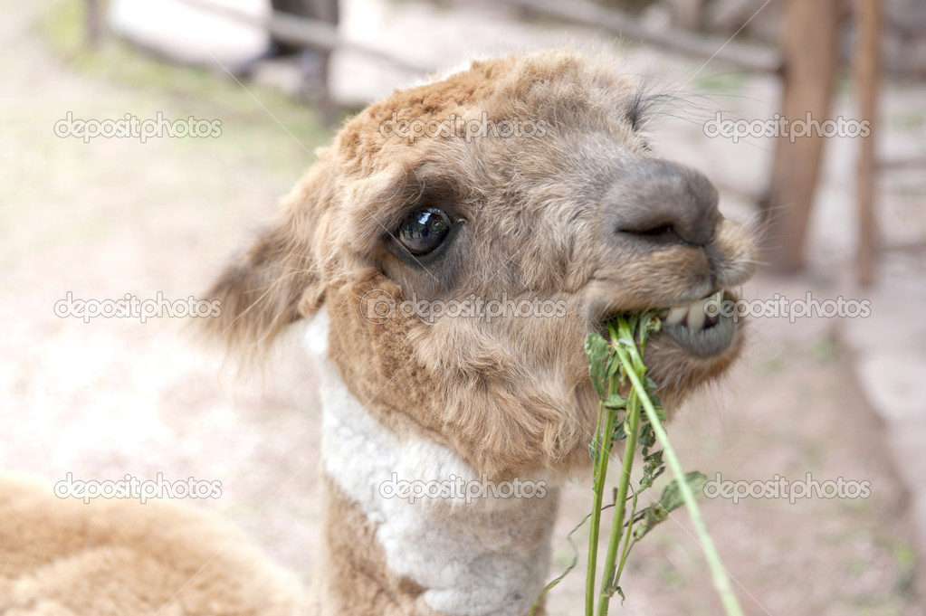 Llama eating grass ⬇ Stock Photo, Image by © eugenef 50585059