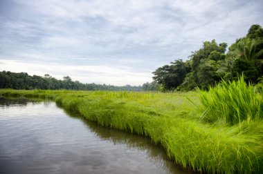 Tambopata ili Nehri