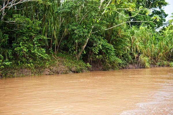 Amazon river — Stock Photo, Image