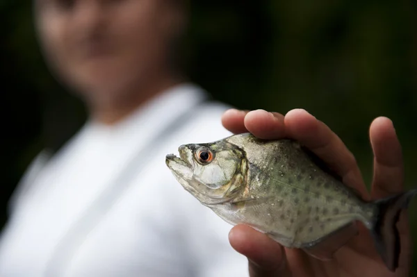 Uomo in possesso di un piranha giallo peruviano — Foto Stock