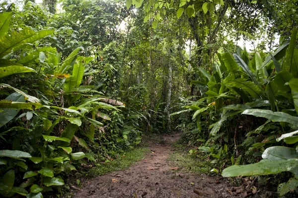 Wald in der Provinz Tambopata — Stockfoto
