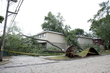 büyük ağaç devrildi