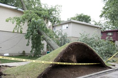 büyük ağaç devrildi