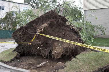 büyük ağaç devrildi