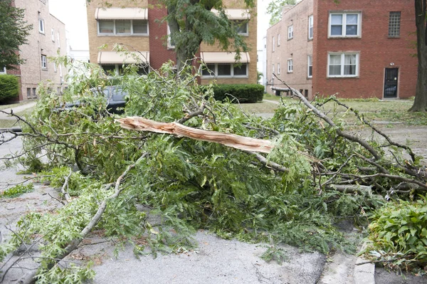 Roadway full of broken trees — Stock Photo, Image