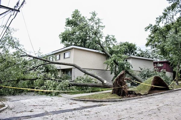 Großer Baum stürzte um — Stockfoto