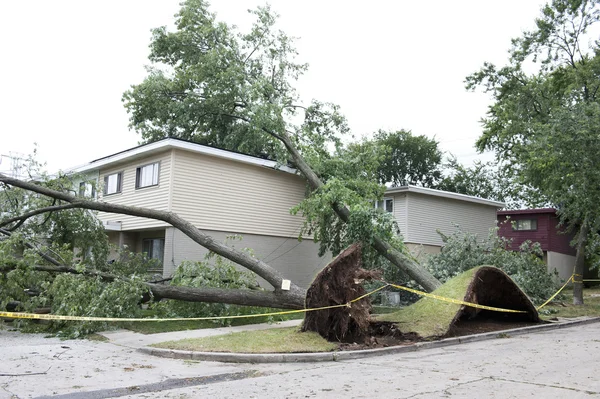 大きな木が倒れた — ストック写真
