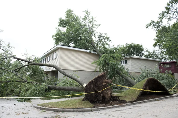 Großer Baum stürzte um — Stockfoto