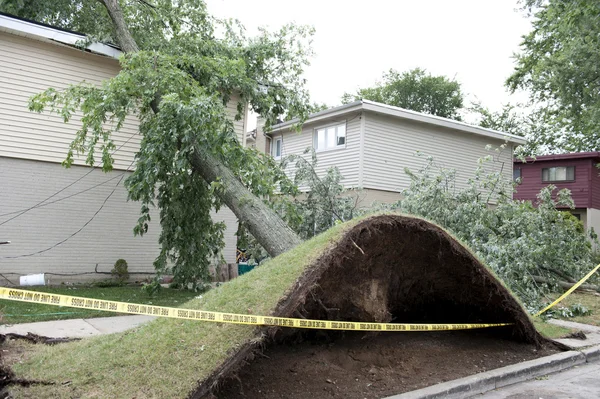 büyük ağaç devrildi