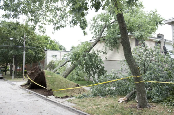 Large tree fell over — Stock Photo, Image