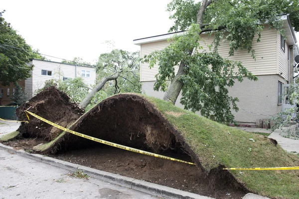 büyük ağaç devrildi