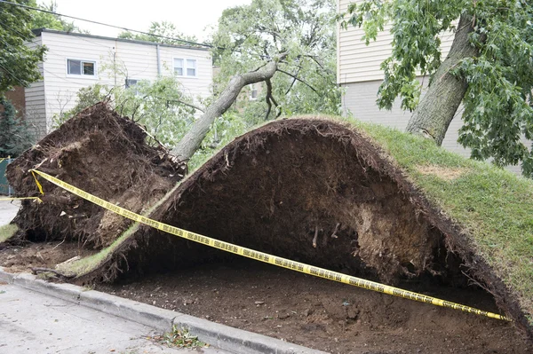 Large tree fell over — Stock Photo, Image