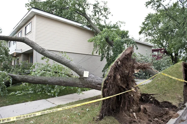 Großer Baum stürzte um — Stockfoto