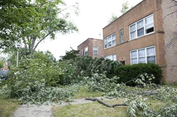 bir apartmanın önünde kırılmış ağaçlar