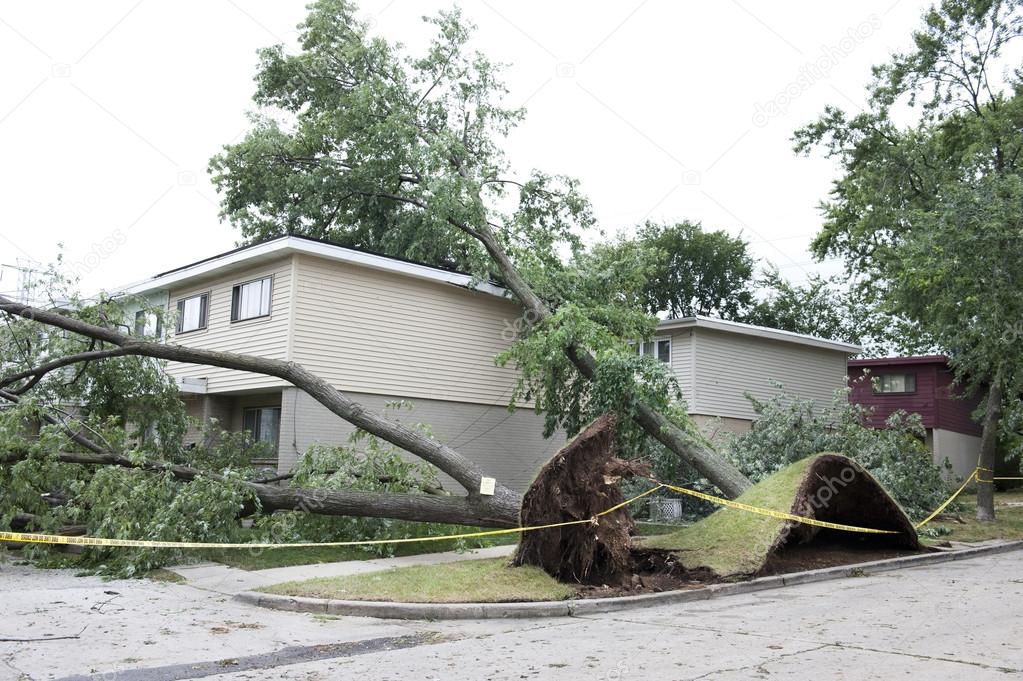 large tree fell over